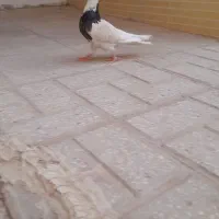 کفترماده طوقی معاوضه با باند و ماده هست نر رفته