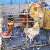 خروس کردی اصل درجه یک صدرصد سالم گوشت دار