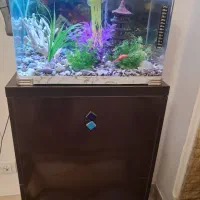 آکواریوم شیشه خم شرکتی|ماهی|مهاجران, |دیوار