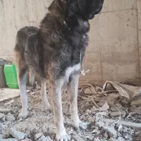 قره باش سرابی ذات قدیم