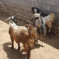 کهرهنر|حیوانات مزرعه|زرین دشت (فارس), |دیوار