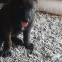 سگ..|سگ|رودان, |دیوار