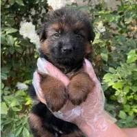 تولهای ژرمن اصیل زا کیفیت شارژ شد