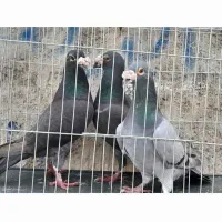 سه نر عراق درشت ذات فولاد