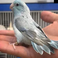 جفت طوطی پروتلت به ضمانت تخم|پرنده|بیرجند, |دیوار