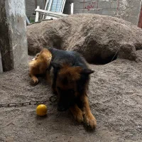 سگ ژرمن نر