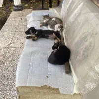 واگذاری رایگان سگ ماده ژرمن دوبرمن|سگ|نوشهر, |دیوار