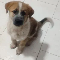 فروش سگ ژرمن سرابی|سگ|پاکدشت, شهرک امام رضا|دیوار