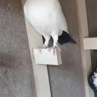 نر اوسا کار پریده