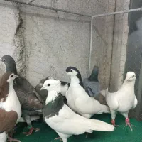 کزر|پرنده|مشهد, چهاربرج|دیوار