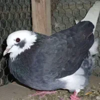 کبوتر ارزان|پرنده|کوهی‌خیل, |دیوار