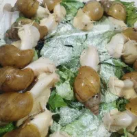 حلزون مولد ۳۰ هزار تومن|خزنده|کرج, اتحاد|دیوار