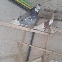 کفترتهرانی چندعددهم تیدی|پرنده|ورامین, خیر آباد|دیوار