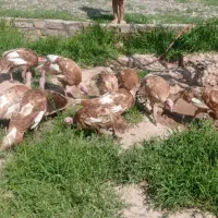 بوقلمون ماده بوربون