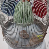 قفس|لوازم جانبی حیوانات|بهبهان, |دیوار