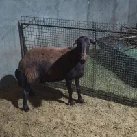 میش هترو زاییده همراه دو بره ماده بزرگ ژن دار