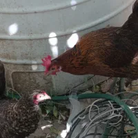 مرغ تخمگذار