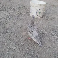 ۲ عدد کبوتر سار