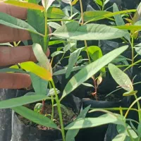 نهال اکالیپتوس