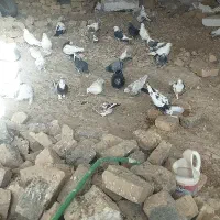 کبوتر|پرنده|قیدار, |دیوار