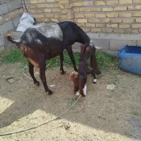 بز پاکستانی