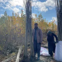 صنوبر|گل و گیاه طبیعی|سلماس, |دیوار