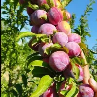 از  کاشت تا برداشت با شما هستیم