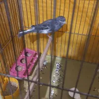 قناری نر|پرنده|خمینی‌شهر, |دیوار