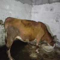 گاو دورگ سمینتال