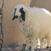 بره درب خونه ای|حیوانات مزرعه|زهک, |دیوار