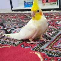 جفت عروس هلندی لوتینو مولد|پرنده|لنگرود, |دیوار