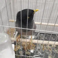 مرغ مینا سخن گو