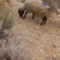 میش شیشک|حیوانات مزرعه|ارژن, |دیوار