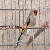 سهره سقا گلبسر سینه سرخ
