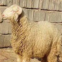 بره شیشک شیرازی درجه یک