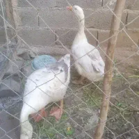 غو قاز هشتگرد