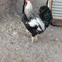 خروس|حیوانات مزرعه|سجاس رود, |دیوار