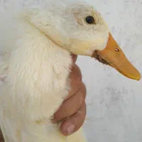 مرغابی