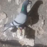 کبوتر آلمانی پلاکی