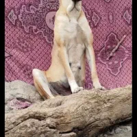 واگذاری ماچ سراب نسل دار