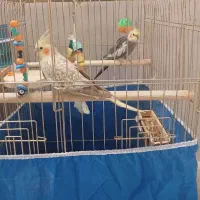 عروس هلندی|پرنده|اراک, |دیوار