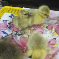 ۴ عدد جوجه غاز ۳ روزه