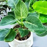 با گلهای زیبا طراوت را به خانه خود هدیه کن|گل و گیاه طبیعی|شاهین‌شهر, عطار|دیوار