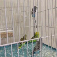 پرنده|پرنده|شیراز, شهرک مهدیآباد|دیوار