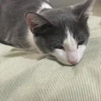 واگذاری گربه سه ماهه|گربه|قم, بنیاد|دیوار