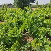 باغ-انگور-در-منطقه-بیگیر