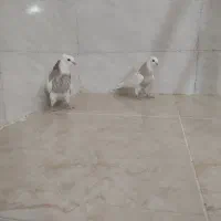 جوجه طوق شکلاتی|پرنده|شوشتر, |دیوار