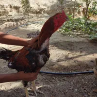 مرغ خروس|حیوانات مزرعه|سراوان, |دیوار