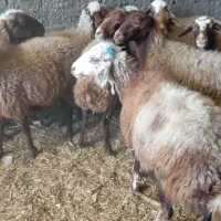 میش ابستن مایه کرده|حیوانات مزرعه|قره چای, |دیوار