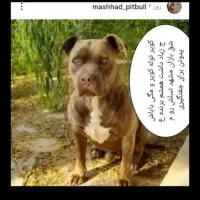 پیتبول پیت بول نر